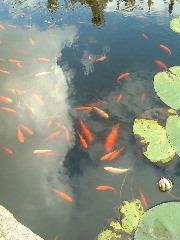 goldfish in mercury in tom quad