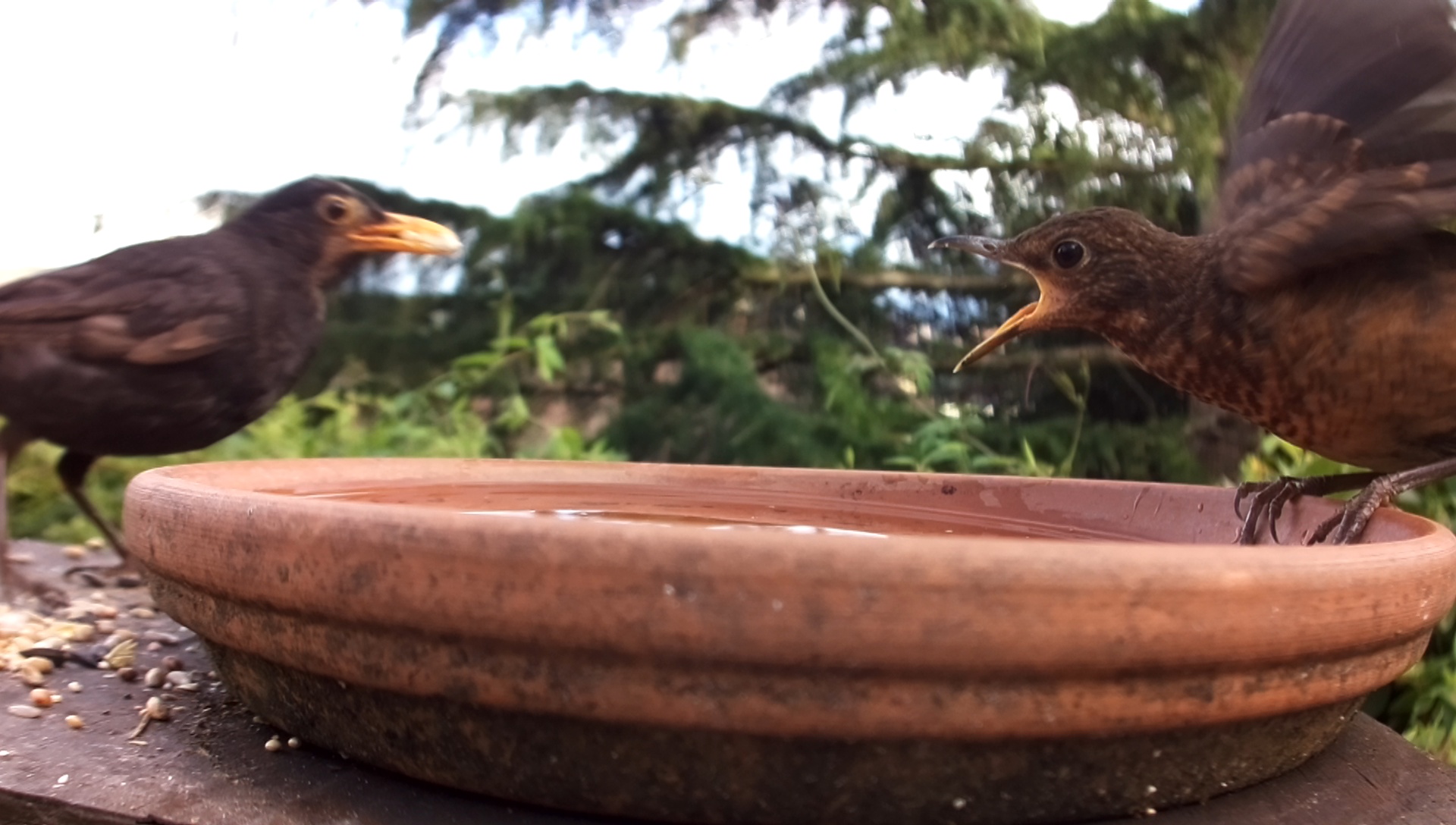 Blackbird feeding its young, somewhat out of focus