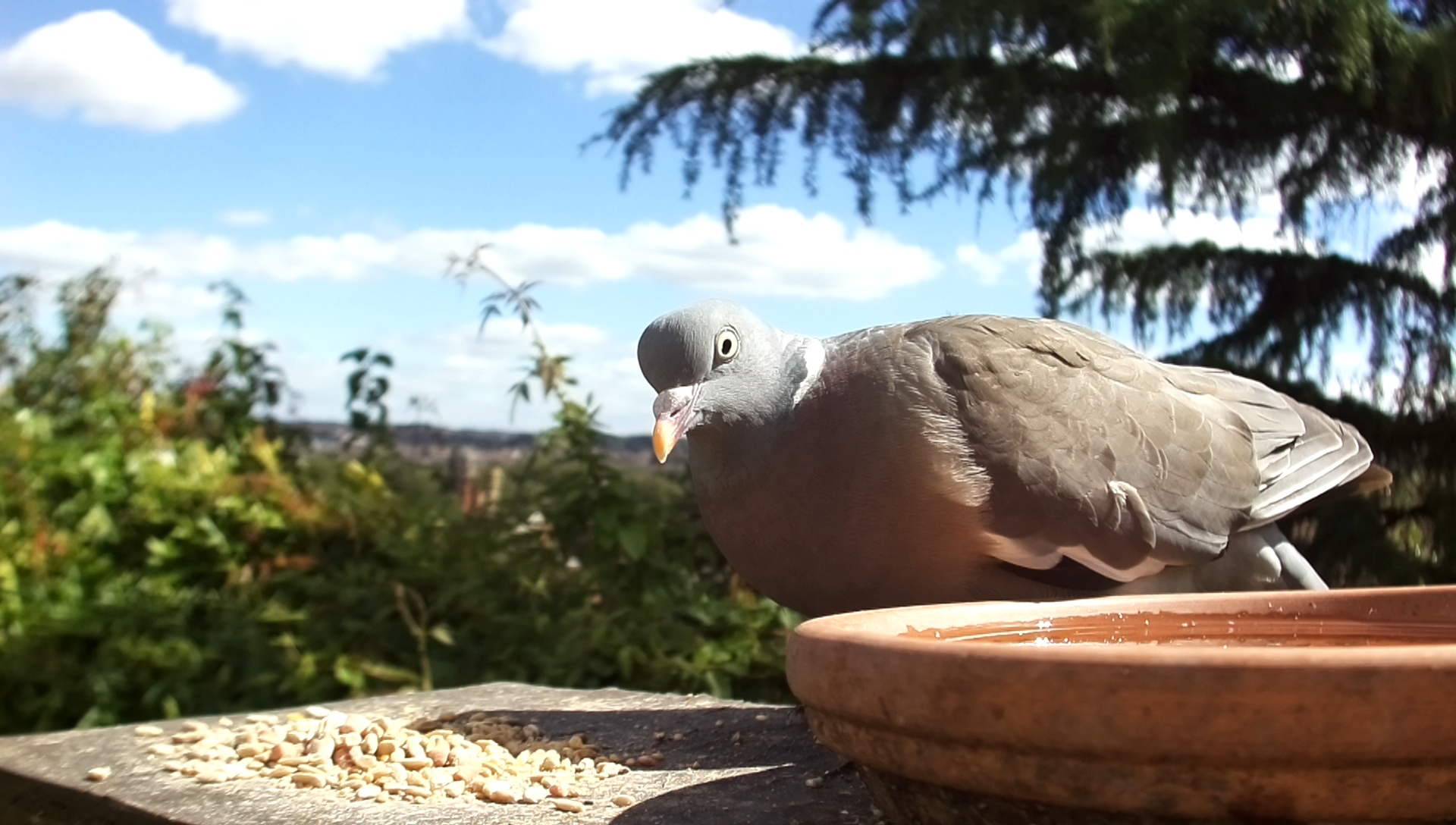 Pigeon portrait using the Pi HQ camera with wide angle lens